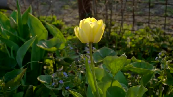 Yellow Tulip Garden Shallow Depth Field Slider Move Parallax Camera — Stock Video