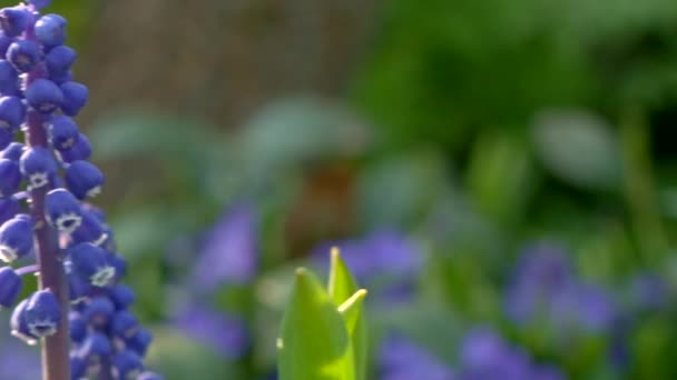 Zahradní Modré Květy Hrozny Hyacinth Posuvník Pohyb Mělká Hloubka Pole — Stock video