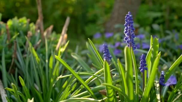 Flores Azules Jardín Jacinto Uva Movimiento Deslizante Poca Profundidad Campo — Vídeo de stock