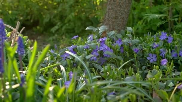 Tuin Blauwe Bloemen Lobelias Schuifbeweging Parallax Camera Verplaatsen Ondiepe Scherptediepte — Stockvideo