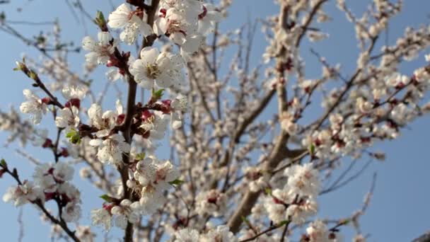 Damasco Árvore Flor Movimento Deslizante Profundidade Rasa Campo — Vídeo de Stock