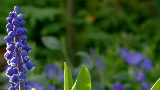 Trädgårdsblå Blommor Grape Hyacinth Skjutreglaget Flytta Parallax Kamera Flytta Grunt — Stockvideo