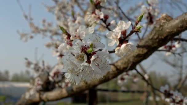 Árvore Damasco Flor Movimento Deslizante Movimento Câmera Paralaxe Profundidade Rasa — Vídeo de Stock