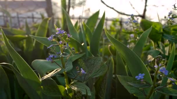 Skorpion Gräs Lite Blå Trädgård Blommor Slank Flytta Parallax Kamera — Stockvideo