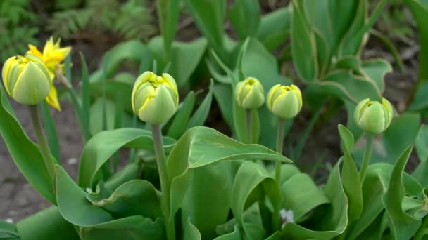 Botões Amarelos Tulipas Jardim Profundidade Rasa Campo Movimento Deslizante Movimento — Vídeo de Stock