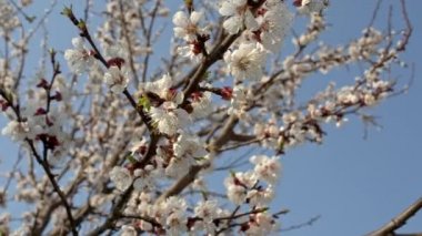 Kayısı ağacı çiçek açmış, sürgülü hareket, sığ alan derinliği