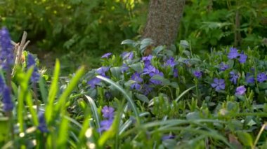 Bahçe mavisi çiçekler - Lobelia 'lar, sürgülü hareket, sığ tarla derinliği