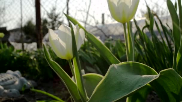 Tulipani Bianchi Giardino Profondità Campo Poco Profonda Movimento Cursore — Video Stock