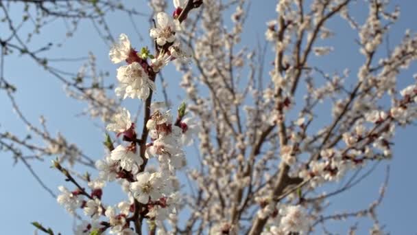 Apricot Tree Bloom Slider Move Shallow Depth Field — Stock Video