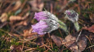 Sabah ormanında erken bahar Pasqueflower çiçekler, makro çekim, alan sığ derinliği