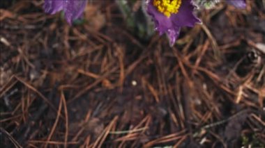 Sabah ormanında erken bahar Pasqueflower çiçekler, makro çekim, alan sığ derinliği