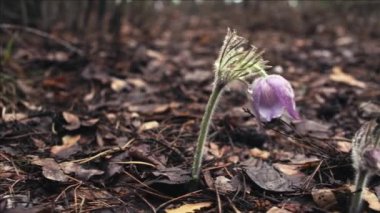 Sabah ormanında erken bahar Pasqueflower çiçekler, makro çekim, alan sığ derinliği