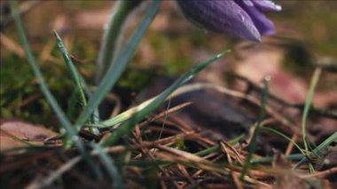 Sabah ormanında erken bahar Pasqueflower çiçekler, makro çekim, alan sığ derinliği