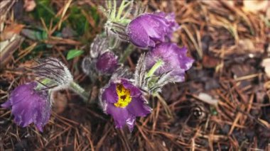 Sabah ormanında erken bahar Pasqueflower çiçekler, makro çekim, alan sığ derinliği