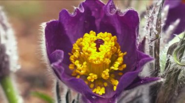 Sabah ormanında erken bahar Pasqueflower çiçekler, makro çekim, alan sığ derinliği