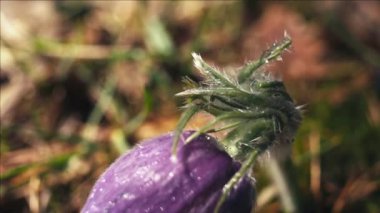 Sabah ormanında erken bahar Pasqueflower çiçekler, makro çekim, alan sığ derinliği