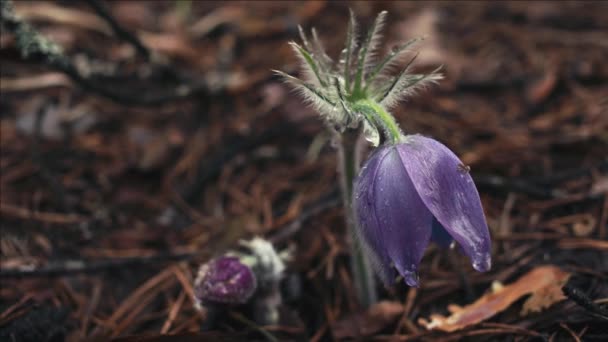 Vroege Lente Pasqueflower Bloemen Ochtend Bos Macro Close Ondiepe Diepte — Stockvideo