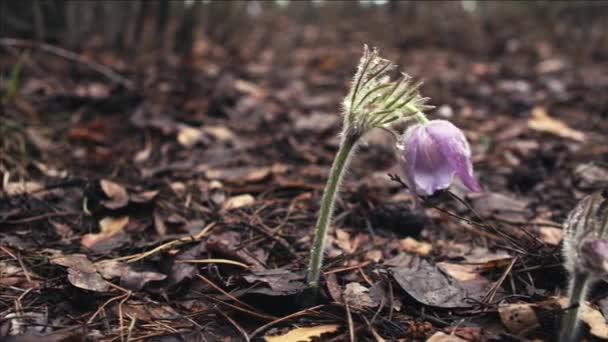 Primavera Temprana Flores Pasqueflower Bosque Mañana Primer Plano Macro Profundidad — Vídeo de stock