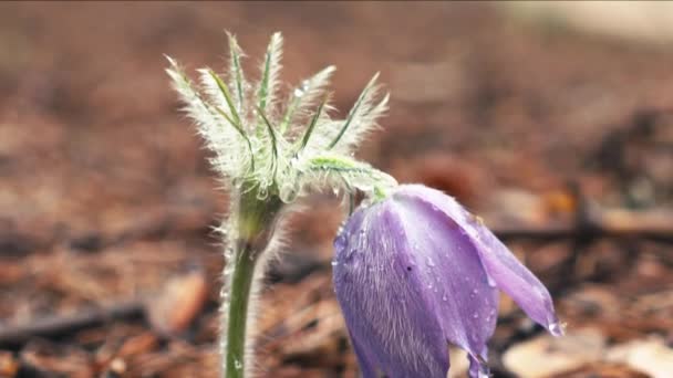 朝の森の早春の Pasqueflower マクロクローズアップ フィールドの浅い深さ — ストック動画