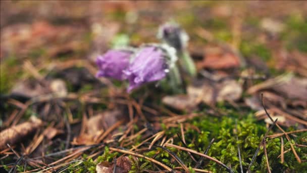 Primavera Temprana Flores Pasqueflower Bosque Mañana Primer Plano Macro Profundidad — Vídeo de stock