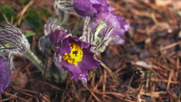 Kora tavasszal Pasqueflower virágok a reggeli erdőben, makró closeup, sekély mélységélesség