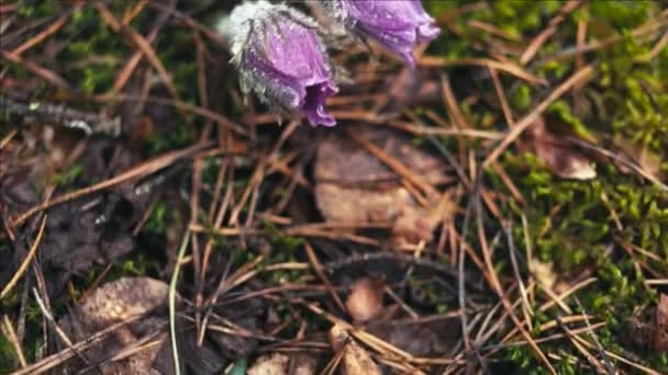 早春百老花花在晨林 宏观特写 浅层深浅的领域 — 图库视频影像