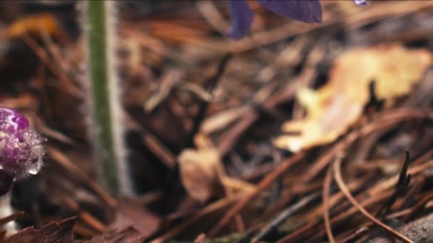 Sabah Ormanında Erken Bahar Pasqueflower Çiçekler Makro Çekim Aşırı Yakın — Stok video
