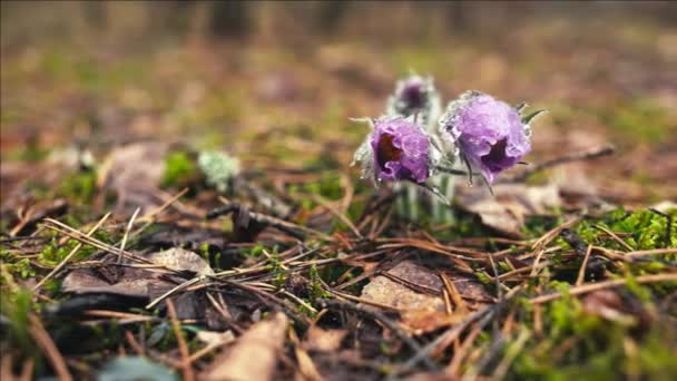 Kora Tavasszal Pasqueflower Virágok Reggeli Erdőben Makró Closeup Sekély Mélységélesség — Stock videók