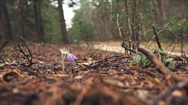 Tidig Vår Pasqueflower Blommor Morgon Skog Makro Närbild Grunt Skärpedjup — Stockvideo