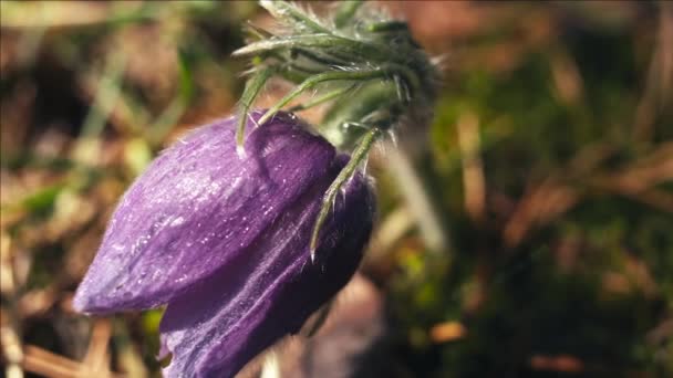 Kora Tavasszal Pasqueflower Virágok Reggeli Erdőben Makró Closeup Sekély Mélységélesség — Stock videók