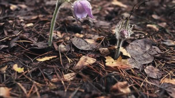 Early Spring Pasqueflower Flowers Morning Forest Macro Closeup Shallow Depth — Stock Video