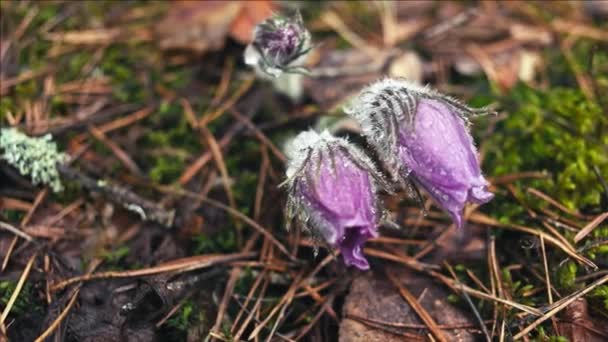 Early Spring Pasqueflower Flowers Morning Forest Macro Closeup Shallow Depth — Stock Video