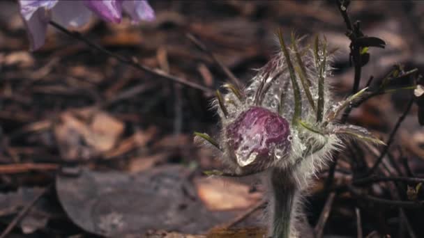 朝の森の早春の Pasqueflower マクロクローズアップ フィールドの浅い深さ — ストック動画