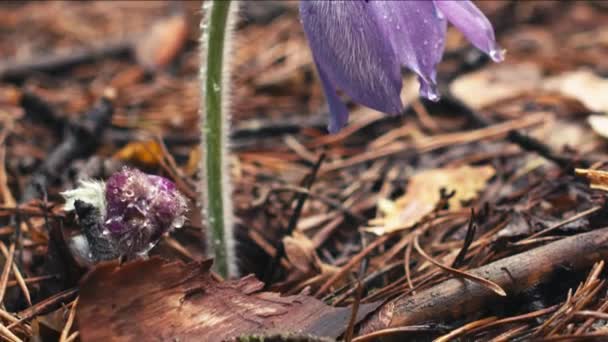 Early Spring Pasqueflower Flowers Morning Forest Macro Closeup Shallow Depth — Stock Video