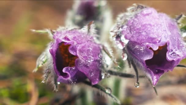 Kora Tavasszal Pasqueflower Virágok Reggeli Erdőben Makró Closeup Sekély Mélységélesség — Stock videók