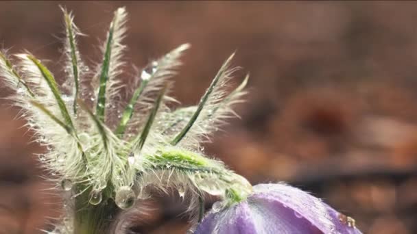 Raně Jarní Květy Pasqueflower Ranním Lese Makro Closeup Extrémní Detail — Stock video
