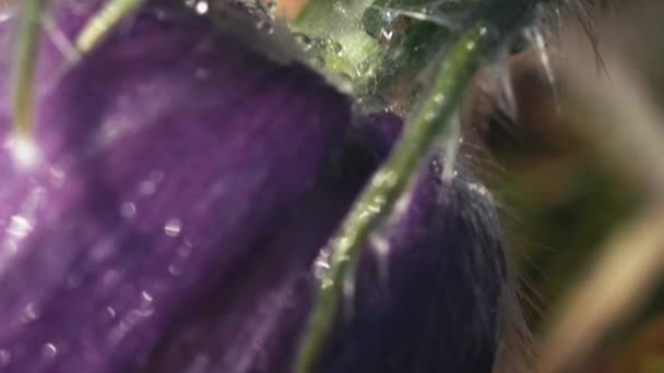 Vroege Lente Pasqueflower Bloemen Ochtend Bos Macro Close Extreme Close — Stockvideo