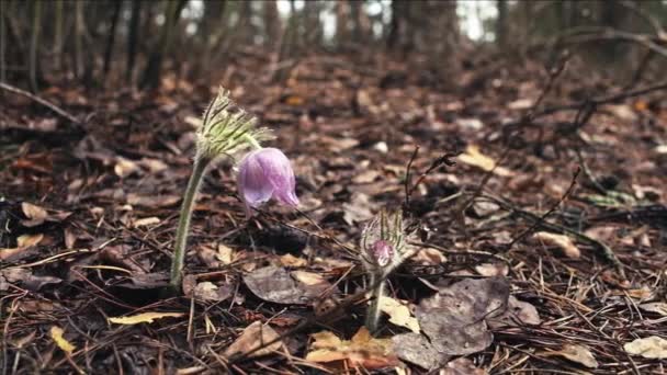 Kora Tavasszal Pasqueflower Virágok Reggeli Erdőben Makró Closeup Sekély Mélységélesség — Stock videók