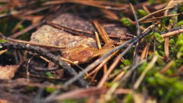 Tidig Vår Pasqueflower Blommor Morgon Skog Makro Närbild Grunt Skärpedjup — Stockvideo