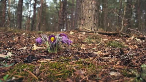 Vroege Lente Pasqueflower Bloemen Ochtend Bos Macro Close Ondiepe Diepte — Stockvideo