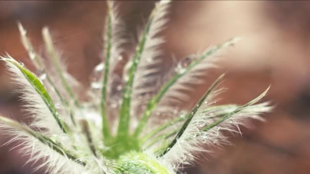 Early Spring Pasqueflower Flowers Morning Forest Macro Closeup Extreme Close — Stock Video