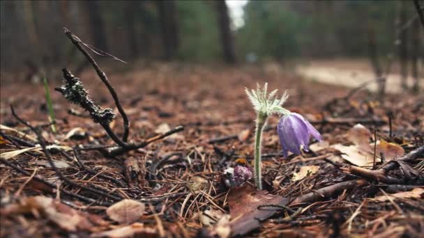 Kora Tavasszal Pasqueflower Virágok Reggeli Erdőben Makró Closeup Sekély Mélységélesség — Stock videók