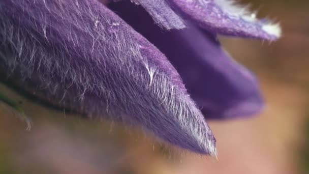 Vroege Lente Pasqueflower Bloemen Ochtend Bos Macro Close Extreme Close — Stockvideo