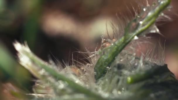 朝の森の早春の Pasqueflower マクロのクローズアップ 極端なクローズアップ 多くの詳細 — ストック動画
