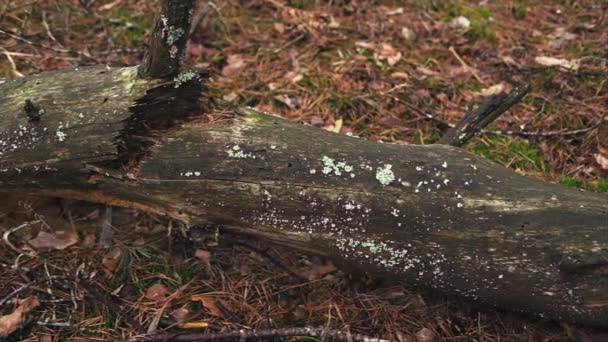 Vieil Arbre Mort Dans Forêt Panoramique Faible Profondeur Champ — Video