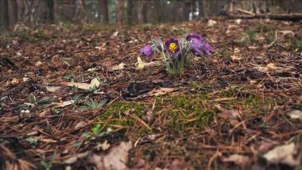 All Inizio Della Primavera Fiori Pasqueflower Nella Foresta Del Mattino — Video Stock