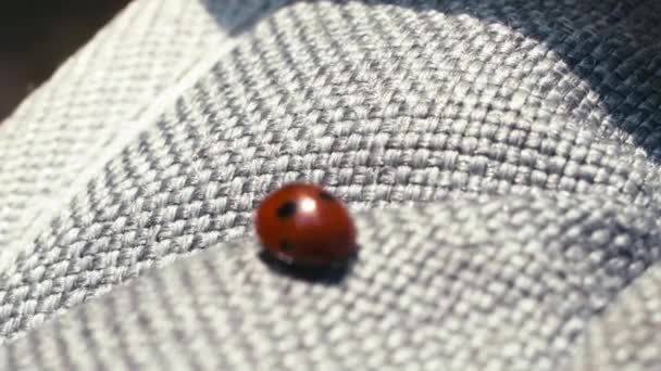 Lady Bug Primer Plano Textura Tela Áspera Profundidad Campo Poco — Vídeos de Stock