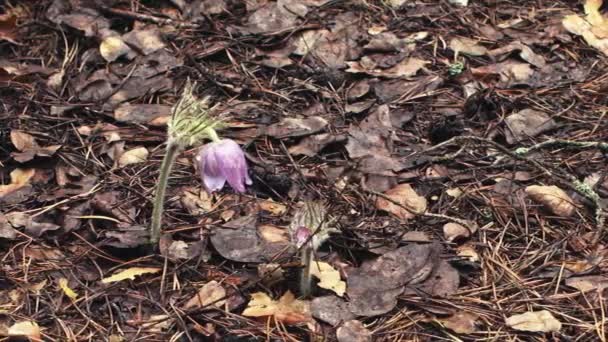 Vroege Lente Pasqueflower Bloemen Ochtend Bos Macro Close Ondiepe Diepte — Stockvideo