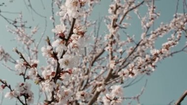 Kayısı ağacı çiçek açmış, sürgülü hareket, sığ alan derinliği