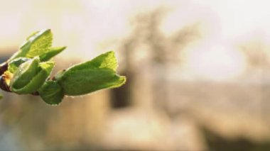 İnce dalda yeşil tomurcuklar, sığ alan derinliği, kaydırma hareketi, parallax kamera hareketi